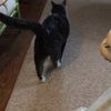 catspets